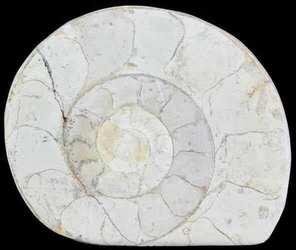 Cut and Polished Lower Jurassic Ammonite - England #62558